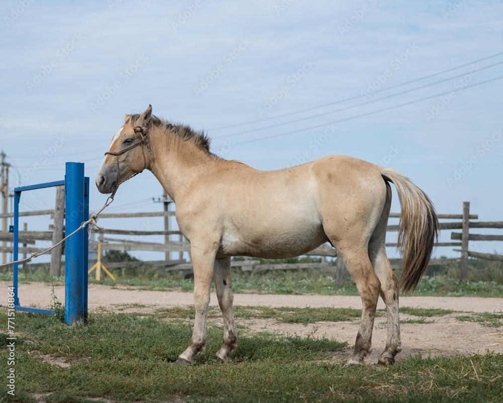 Fototapeta premium Beautiful thoroughbred horses stand on a farm in summer.