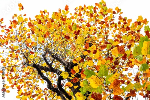 Majestic autumn scene with a tall tree its branches adorned with bright colorful leaves
