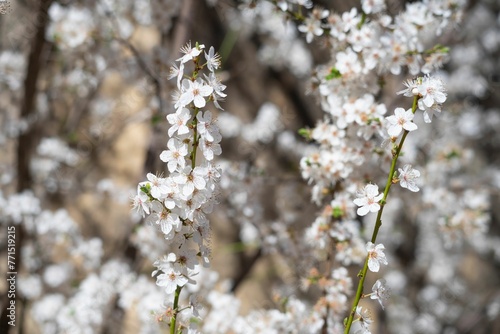 Closeup of white flowers of almond trees in spring