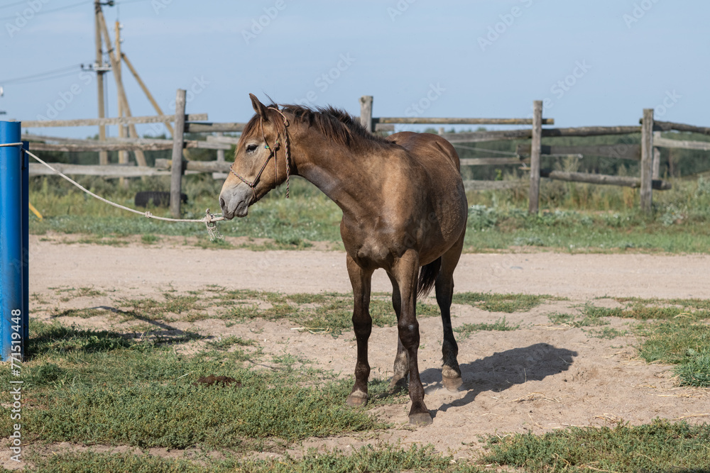 Obraz premium Beautiful thoroughbred horses stand on a farm in summer.
