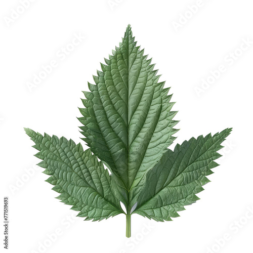 nettle leaf