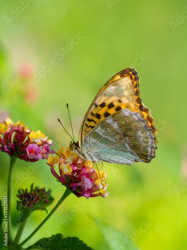 Closeup of a butterfly perched on a flower in a green field