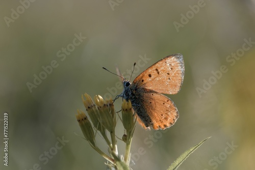 Macro shot of a vibrant lycaena cuprea perched atop a lush green leaf with a blurry background photo