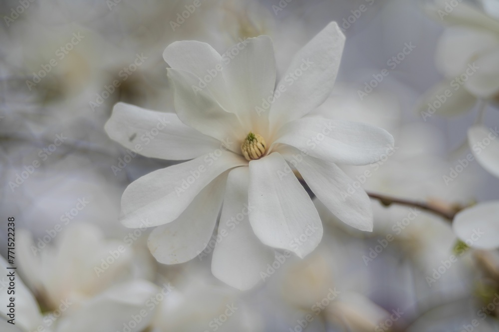 Vibrant close-up of delicate Magnolia stellata flowers