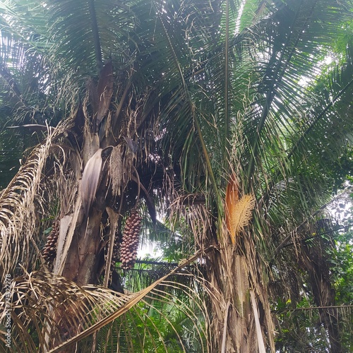 My babassu palm tree will grow a bunch of coconuts photo