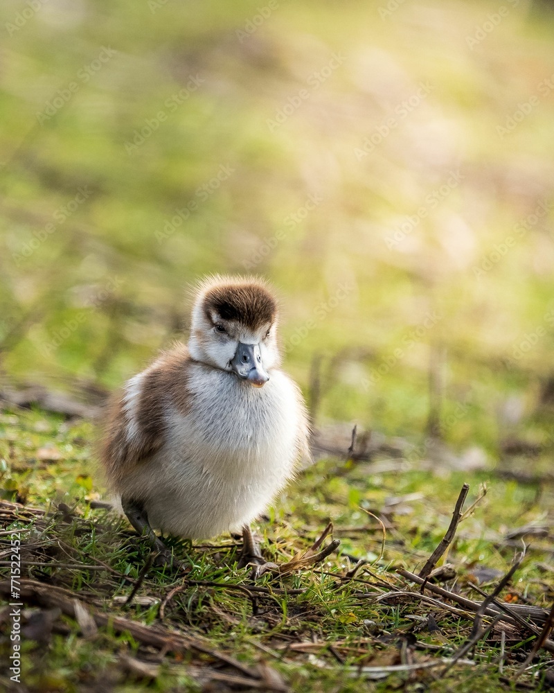 Vertical shot of an adorable duckling in a field under the sunlight with a blurry background Vertical shot of an adorable duckling in a field under the sunlight with a blurry background