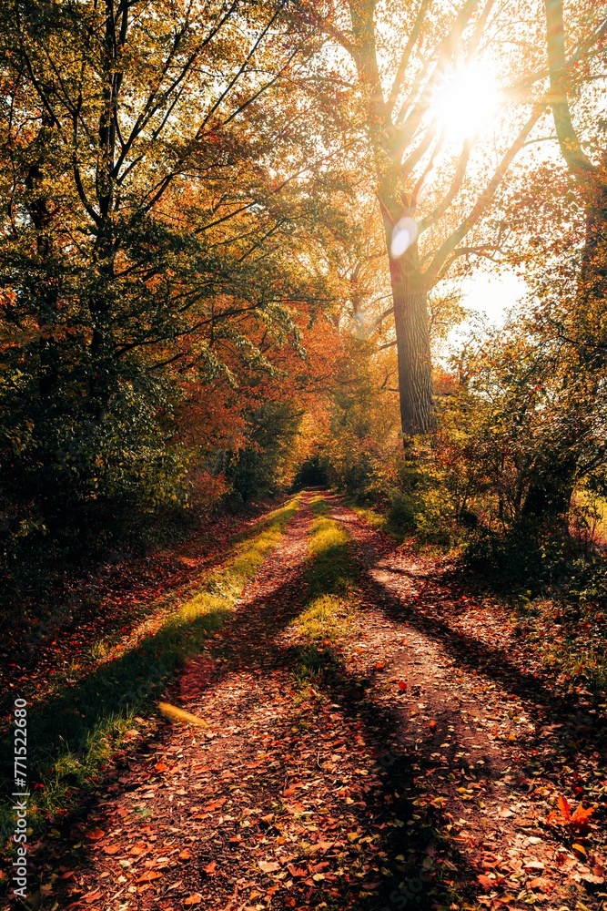Scenic view of a dirt road winding through a wooded area on a sunny autumn day