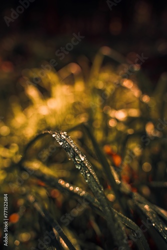 Closeup of green grass covered with waterdrops at golden hour