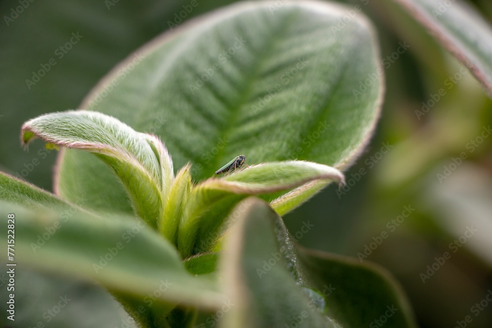 Close-up of a small insect on a vibrant green leafy plant Close-up of a small insect on a vibrant green leafy plant