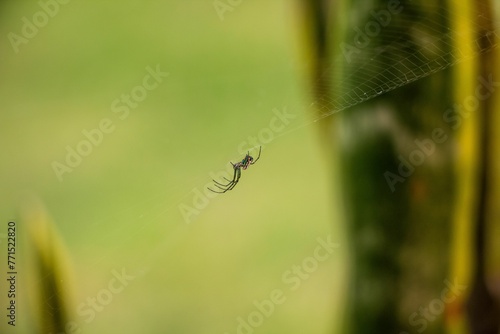 Spider perched on the web in the garden near the plants