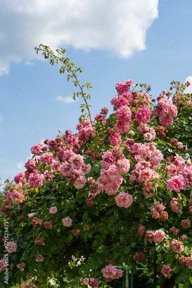 Vibrant rose bush full of blooming climbing roses basks in the warm sunlight