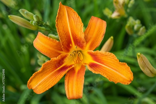 Vibrant Day-lily nestled in lush green foliage stands out against a sunny yellow background