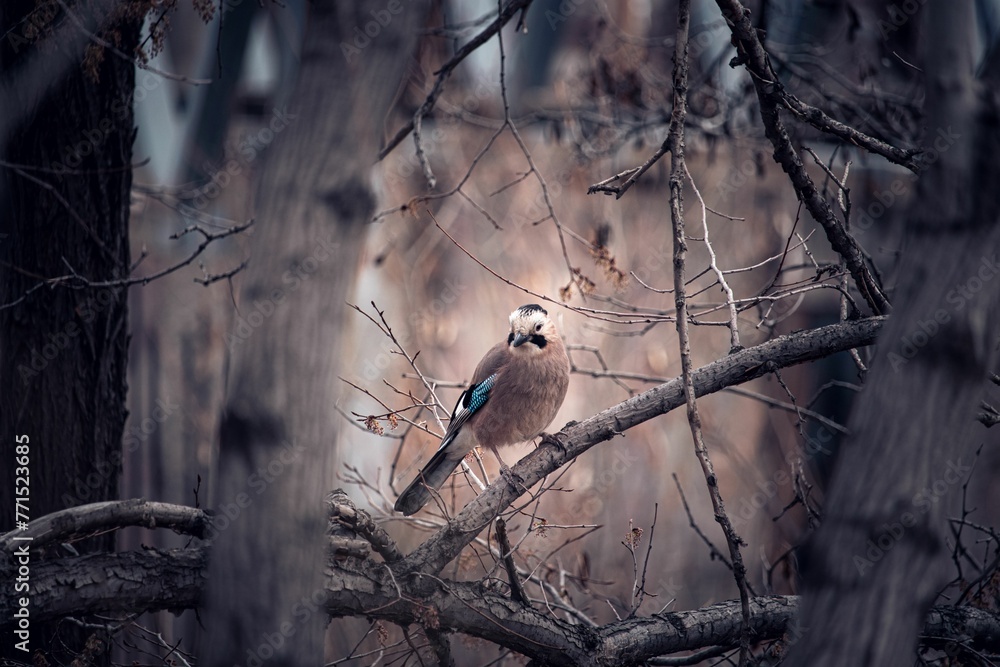 Eurasian jay bird perched on a dead tree branch in an eerie forest - obrazy, fototapety, plakaty 