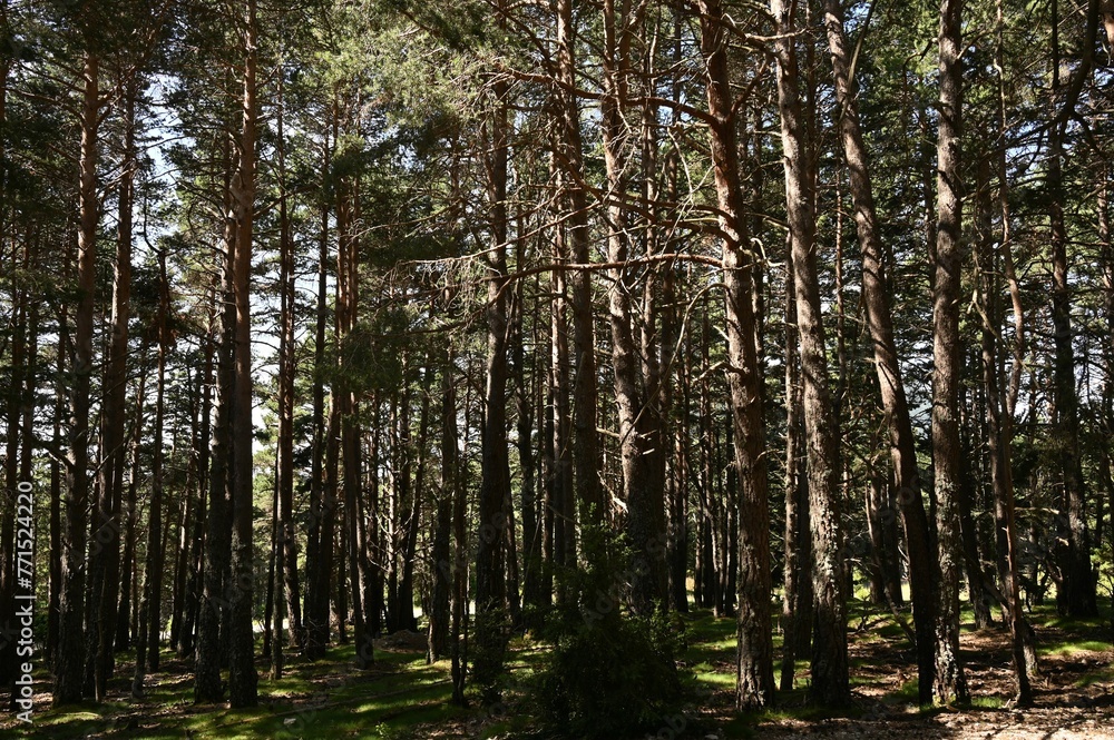 Closeup of a forest of green pine trees on a sunny day Closeup of a forest of green pine trees on a sunny day