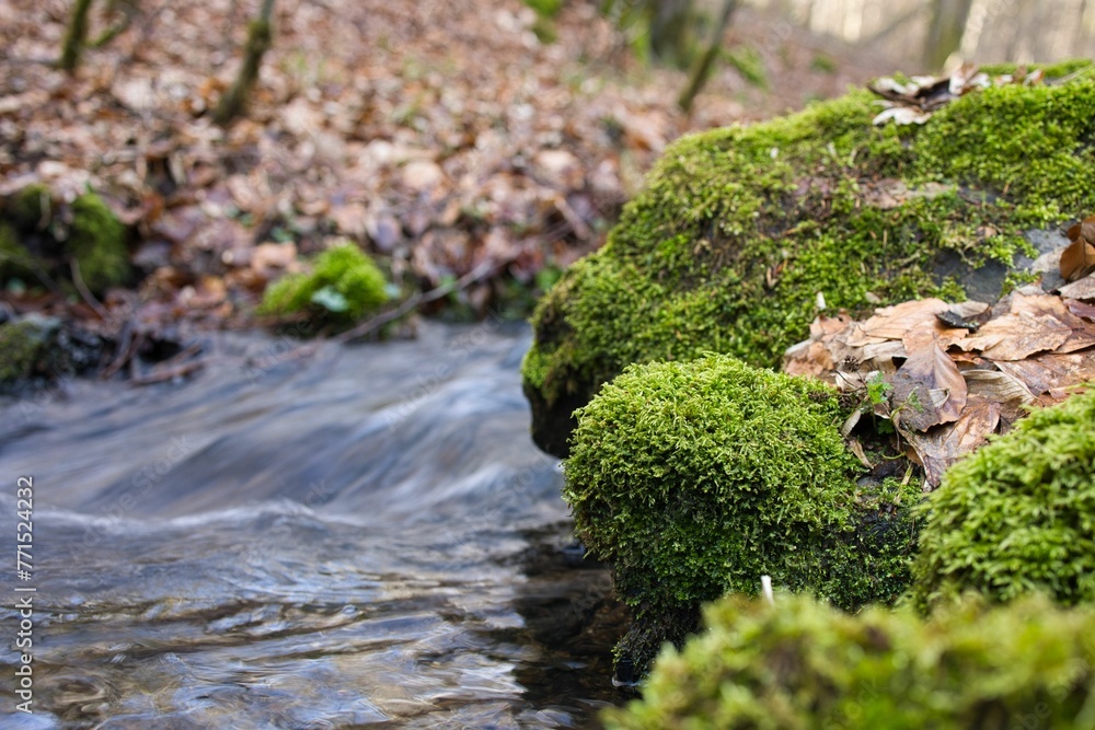 Close-up shot of a bed of lush green moss growing on the side of a rock by the edge of a river Close-up shot of a bed of lush green moss growing on the side of a rock by the edge of a river