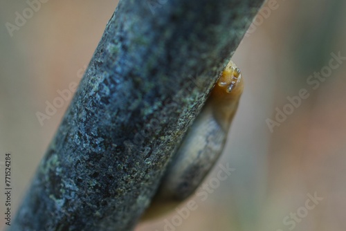 Snail slowly traversing a shadowy surface laid atop a slender branch photo