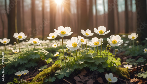 Spring forest landscape with flowering primroses in sunlight in nature 2