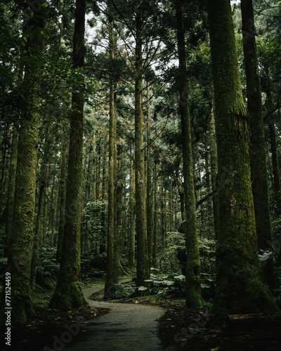 a path is surrounded by trees in a wooded area 