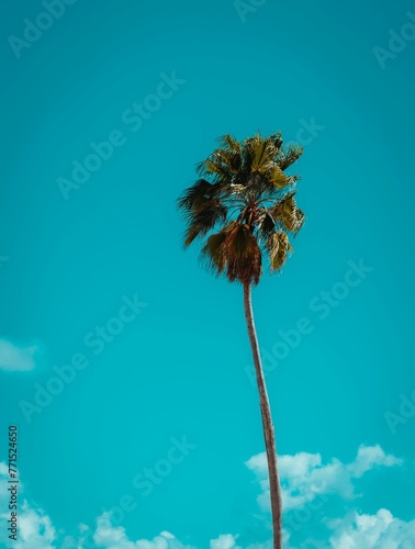 Vertical shot of a tall  palm tree against a backdrop of a bright blue sky © Wirestock