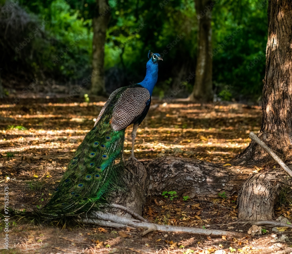 Obraz premium Vibrant peacock perched beside an old-growth tree in a sprawling, verdant meadow