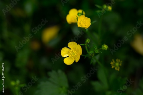 Field of vibrant green grass and yellow Buttercup caustic (Ranunculus acris) flowers photo