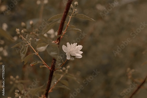 Small white Polyanthes tuberosa flower blooming on a green twig growing from a branch of a bush photo