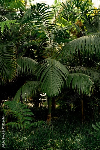 Shot of a vibrant and lush garden showcasing a variety of different plants and flowers