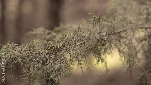 Canary Island tamarisk - Tamarix canariensis Willd