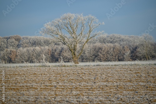 Wallpaper Mural Winter landscape in Westphalia, featuring a solitary tree in the middle of a snow-covered field Torontodigital.ca