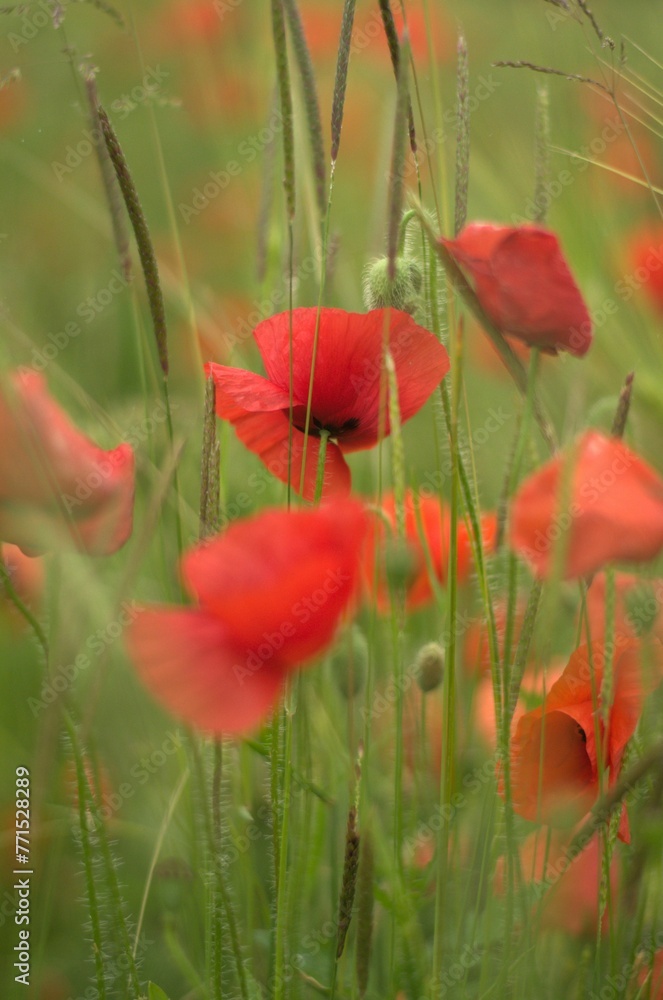 Fototapeta premium Vibrant and colorful field of red poppy flowers growing in a lush, grassy area of a garden