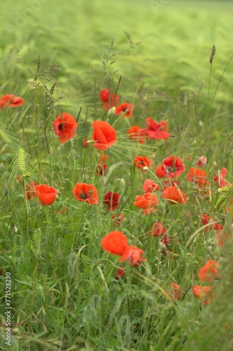 Vibrant and colorful field of red poppy flowers growing in a lush, grassy area of a garden