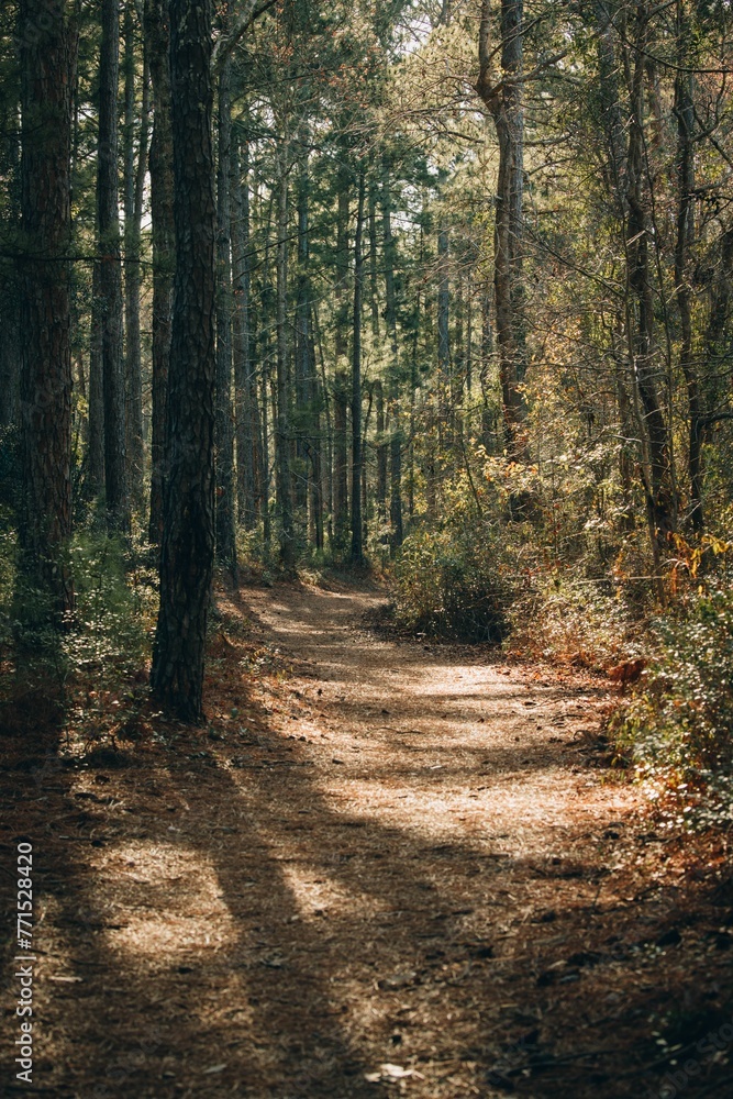 a path in the middle of a forest is empty and filled with trees a path in the middle of a forest is empty and filled with trees