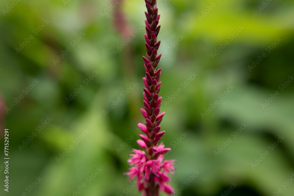 Closeup of red bistort flower growing in a field with a blurry background Closeup of red bistort flower growing in a field with a blurry background