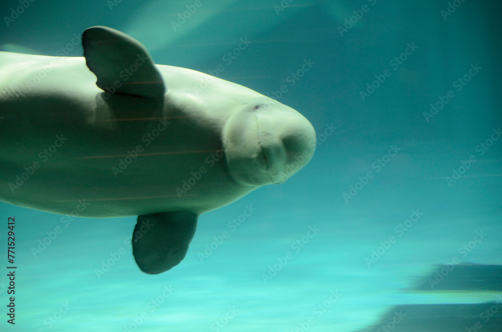 Fototapeta premium ベルーガ