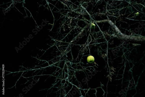 Tree branch in the dark surrounded by green tennis balls hanging from it photo