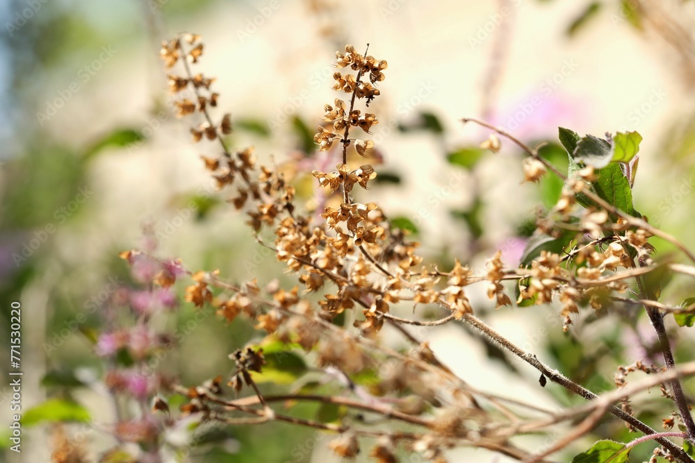 Closeup of Holy basil growing in shrub Closeup of Holy basil growing in shrub