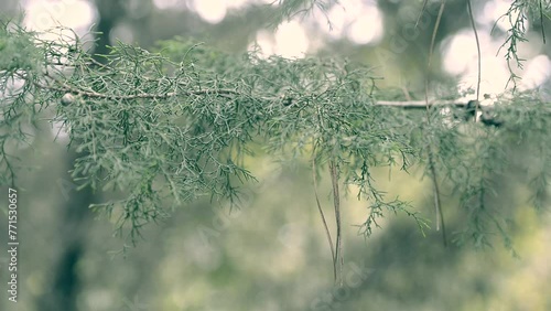Canary Island tamarisk - Tamarix canariensis Willd