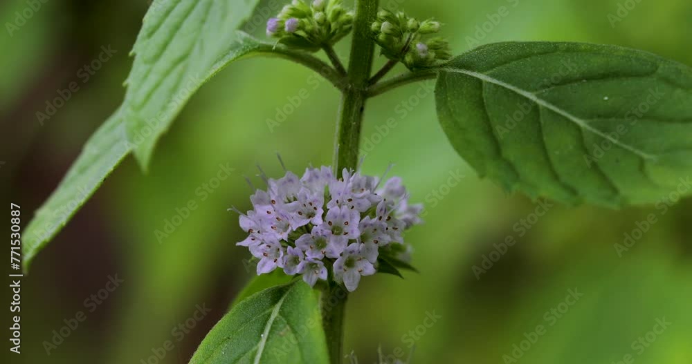 Closeup video of Wild mint plant with green leaves on the background Closeup video of Wild mint plant with green leaves on the background
