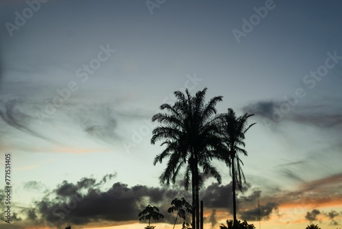 Beautiful orange and pink sunset illuminated by a golden light  with palm trees against the sky