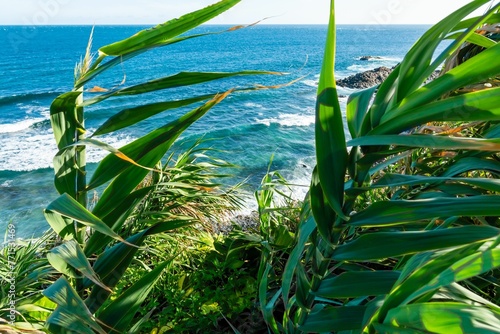 tropical vegetation at the ocean with a blue sky and white clouds