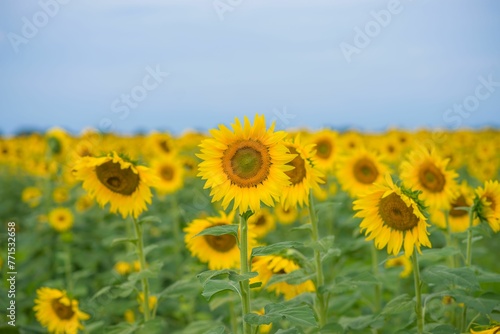 Vibrant field of beautiful sunflowers illuminated by the daylight