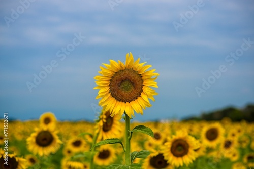 Vibrant field of beautiful sunflowers illuminated by the daylight