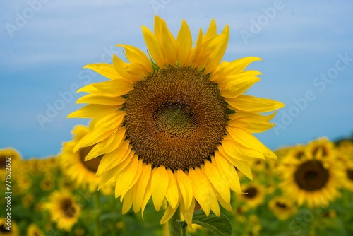 Vibrant field of beautiful sunflowers illuminated by the daylight