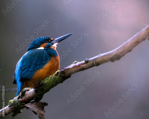 Small kingfisher bird perched atop a branch in its natural habitat within a wildlife park