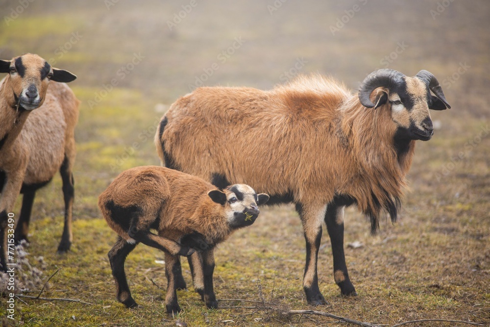 Scenic rural landscape with four goats, one of which is a young calf, grazing in a lush green meadow