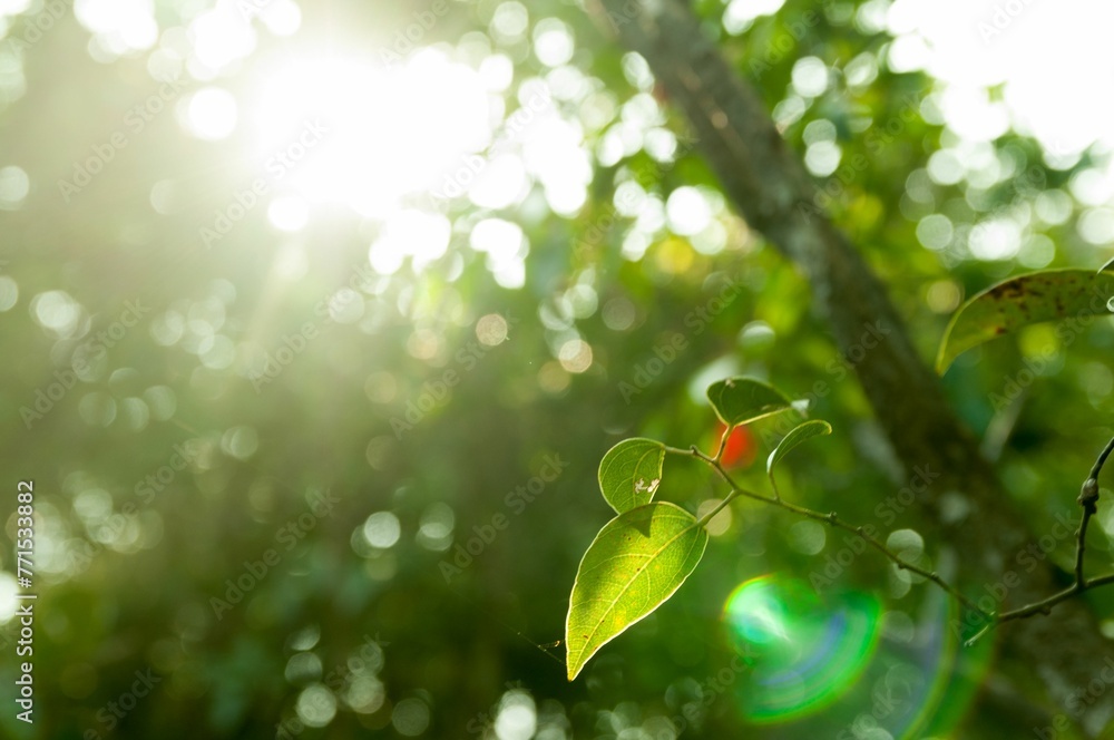 Close-up shot of green leaves of a plant with a sunbeam filtering through the trees - obrazy, fototapety, plakaty 