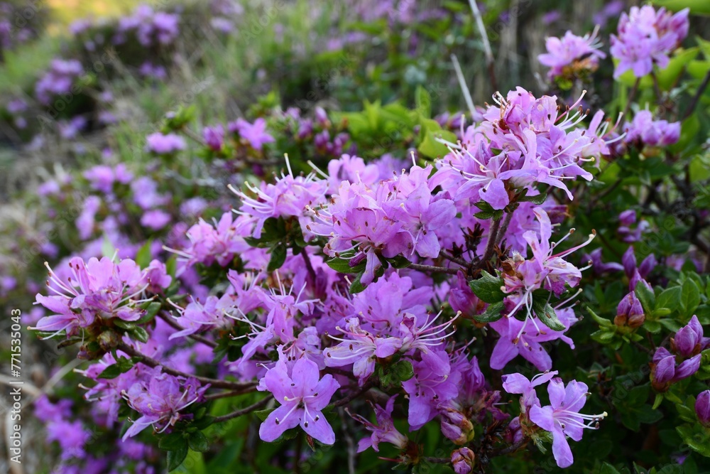 Scenic view of purple azalea flowers on a green shrub