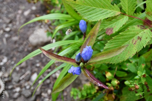 Closeup of blue Japanese gentian flowers on a shrub