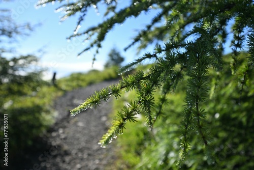 Closeup of green tree branches on a sunny day