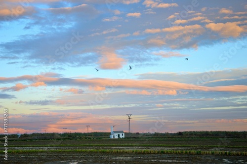 birds fly over a farm field under a colorful sky at sunset
